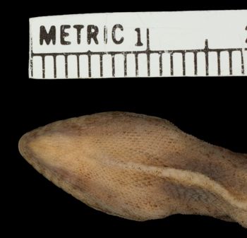 Media type: image;   Herpetology R-19305